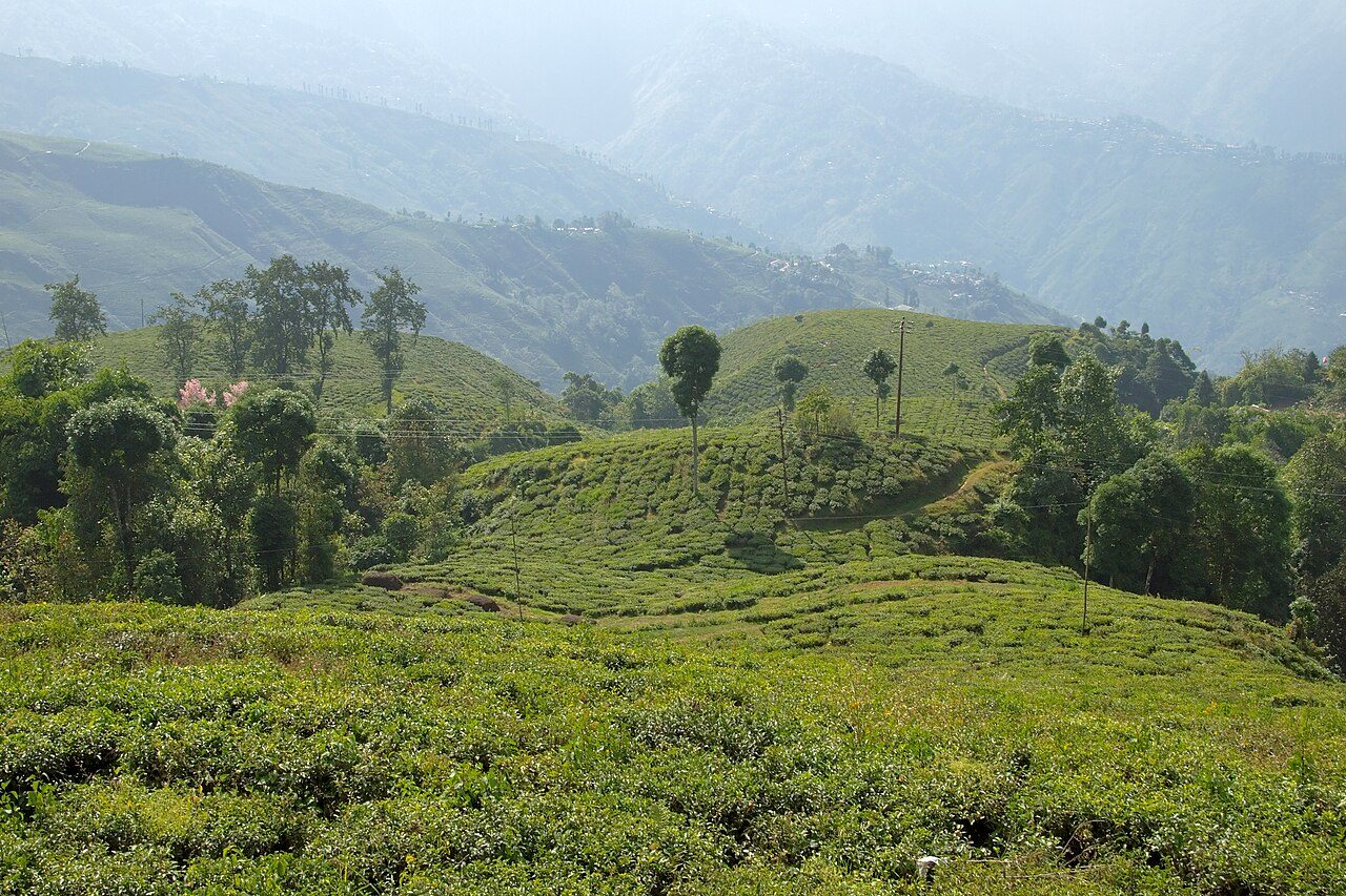Darjeeling, India, Tea plantations on hills.jpg